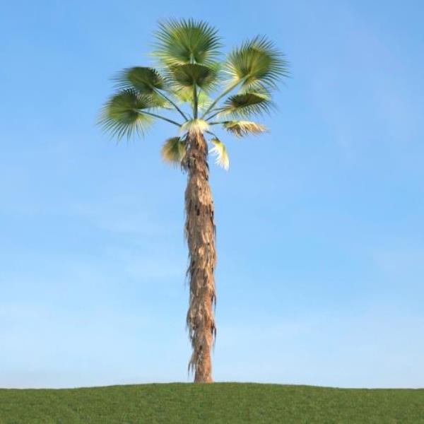 درخت استوایی - دانلود مدل سه بعدی درخت استوایی - آبجکت سه بعدی درخت استوایی - دانلود آبجکت سه بعدی درخت استوایی -دانلود مدل سه بعدی fbx - دانلود مدل سه بعدی obj -Tropical Tree 3d model free download  - Tropical Tree 3d Object - Tropical Tree OBJ 3d models - Tropical Tree FBX 3d Models - نخل - palm